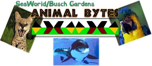 SeaWorld/Busch Gardens Animal Bytes