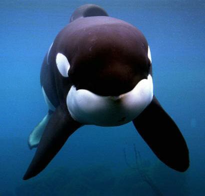 Keiko the killer whale, star of the 'Free Willy' movies, swims in his tank at the Oregon Coast Aquarium in Newport, Ore., in this Jan. 22, 1998, file photo. Keiko the killer whale has been moved to a new home in a Norwegian fjord, while the whale's backers wonder if he will ever pick wild orcas over human friends after his 20 years in captivity. (AP Photo/Jack Smith, File)