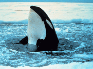 Killer Whale